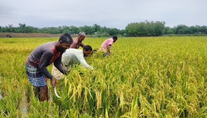 উৎপাদন অনুযায়ী ধান ক্রয়ের লক্ষ্যমাত্রা নির্ধারণ হয়নি, হতাশ হাওরাঞ্চলের কৃষক উৎপাদন অনুযায়ী ধান ক্রয়ের লক্ষ্যমাত্রা নির্ধারণ হয়নি, হতাশ হাওরাঞ্চলের কৃষক
