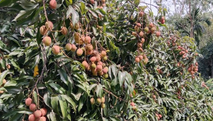 ছাতক-দোয়ারাবাজারে লিচুর বাম্পার ফলন, চাষীদের মুখে হাসি ছাতক-দোয়ারাবাজারে লিচুর বাম্পার ফলন, চাষীদের মুখে হাসি