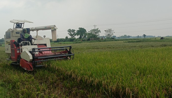 জোরপূর্বক কৃষকের জমির ধান কেটে নেয়ার অভিযোগ জোরপূর্বক কৃষকের জমির ধান কেটে নেয়ার অভিযোগ