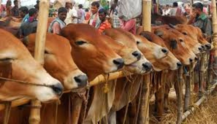 জেলায় কোরবানির জন্য প্রস্তুত ৫৪,৮৫৪ পশু জেলায় কোরবানির জন্য প্রস্তুত ৫৪,৮৫৪ পশু