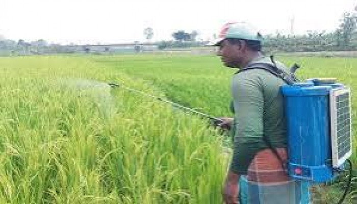 জল জমি ধান মাছের ব্যাপক ক্ষতি হুমকিতে প্রকৃতি-পরিবেশ ও জীববৈচিত্র্য জল জমি ধান মাছের ব্যাপক ক্ষতি হুমকিতে প্রকৃতি-পরিবেশ ও জীববৈচিত্র্য