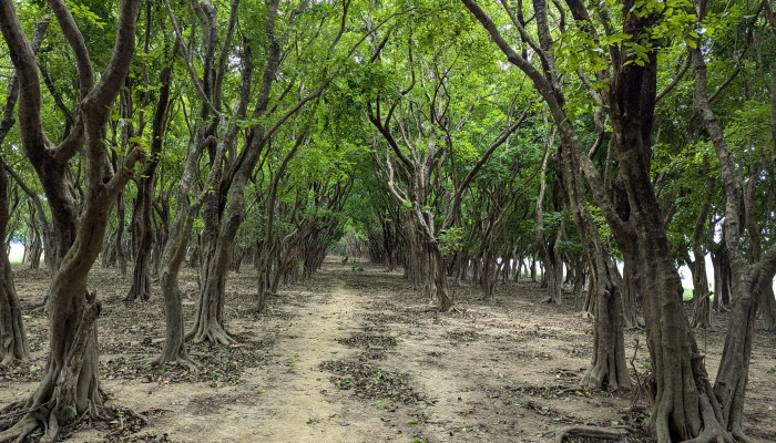 দুর্যোগে রক্ষাকবচ পাগনার হাওরের সাত করচ বাগান দুর্যোগে রক্ষাকবচ পাগনার হাওরের সাত করচ বাগান