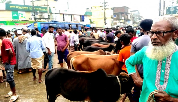 জমে উঠছে কোরবানির পশুর হাট জমে উঠছে কোরবানির পশুর হাট
