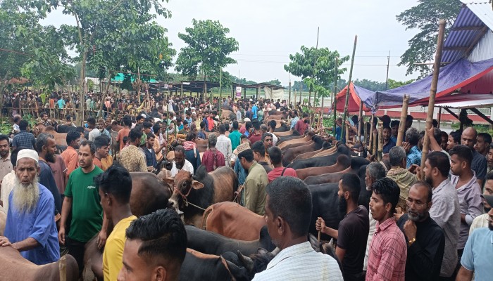 ৬৭ পশুর হাট জমে ওঠেছে ৬৭ পশুর হাট জমে ওঠেছে