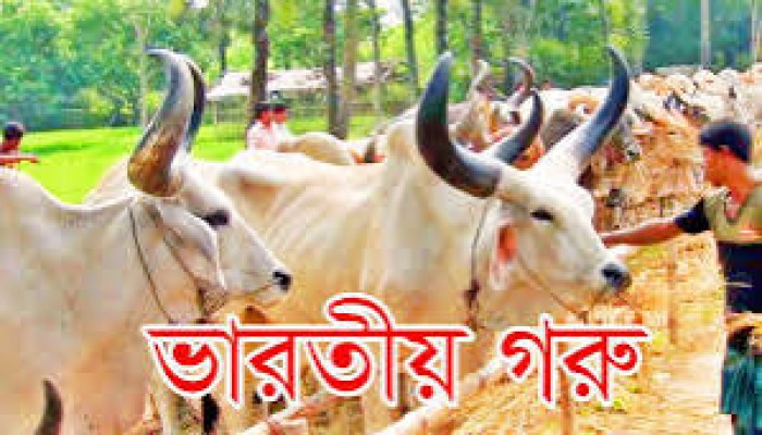 সীমান্তে জব্দকৃত ৯০টি ভারতীয় গরু গায়েব সীমান্তে জব্দকৃত ৯০টি ভারতীয় গরু গায়েব