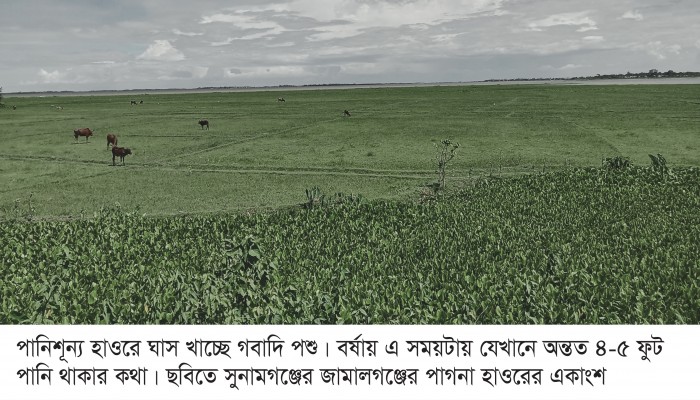 হাওরে পানি নেই, সংকটে কৃষি ও মৎস্য হাওরে পানি নেই, সংকটে কৃষি ও মৎস্য