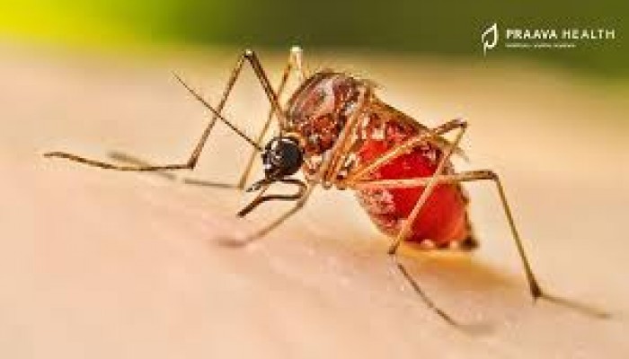 ডেঙ্গুতে একদিনে ৪ জনের মৃত্যু, রোগী ছাড়ালো ২৮ হাজার ডেঙ্গুতে একদিনে ৪ জনের মৃত্যু, রোগী ছাড়ালো ২৮ হাজার