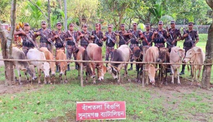 বিজিবি’র অভিযানে ভারতীয় গরুর চালান আটক বিজিবি’র অভিযানে ভারতীয় গরুর চালান আটক