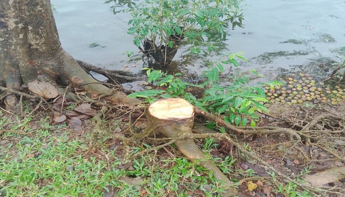 তাহিরপুর-বাদাঘাট সড়কের গাছ কেটে নিচ্ছে দুর্বৃত্তরা তাহিরপুর-বাদাঘাট সড়কের গাছ কেটে নিচ্ছে দুর্বৃত্তরা