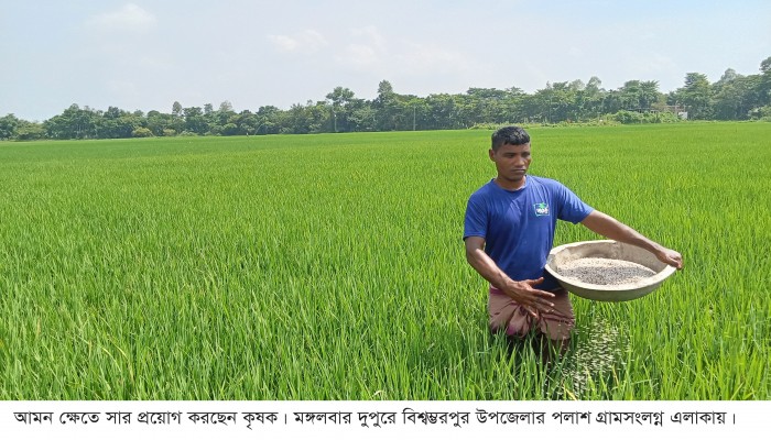 নেই পোকামাকড়ের শঙ্কা, লক্ষ্যমাত্রার চেয়েও বেশি ফলনের সম্ভাবনা নেই পোকামাকড়ের শঙ্কা, লক্ষ্যমাত্রার চেয়েও বেশি ফলনের সম্ভাবনা