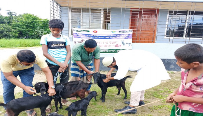 জামালগঞ্জে বিনামূল্যে পিপিআর টিকা দান কর্মসূচি জামালগঞ্জে বিনামূল্যে পিপিআর টিকা দান কর্মসূচি