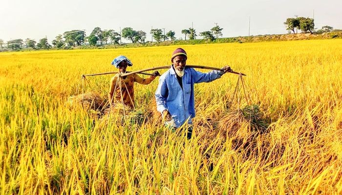 হাজার কোটি টাকার চাল উৎপাদনের আশা