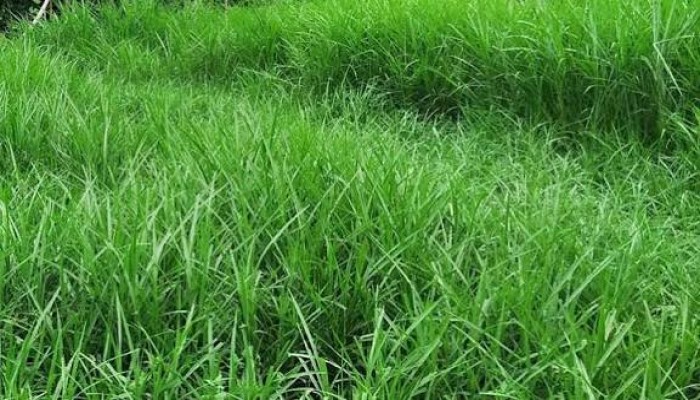 কাগজে বাস্তবায়িত হচ্ছে হাওরে ঘাস চাষ সম্প্রসারণ প্রকল্প!