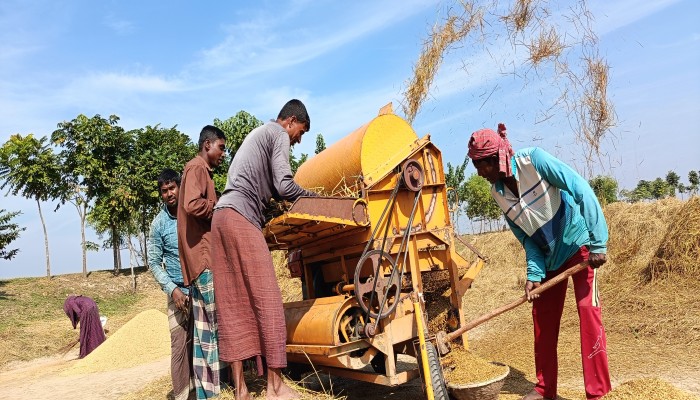আমনের বাম্পার ফলন, ধানের দাম নিয়ে শঙ্কায় কৃষক