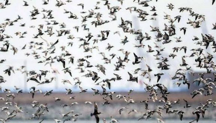 শিকারির ফাঁদ থেকে মুক্ত আকাশে উড়লো দুই শতাধিক পাখি