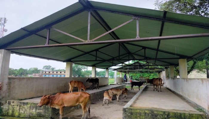 কোটি টাকার মার্কেট এখন গরু-ছাগলের বিচরণক্ষেত্র