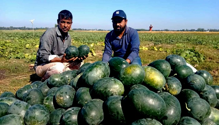 জগন্নাথপুরে অসময়ে তরমুুজ চাষে বাম্পার ফলন