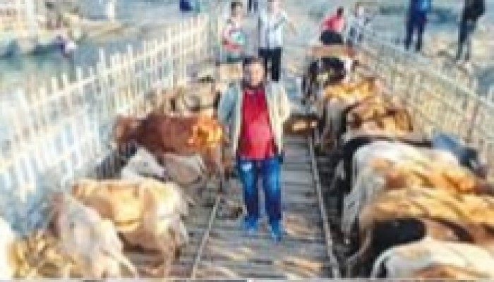 নিলামের আগেই কি গরুগুলো প্রাণ হারাবে?