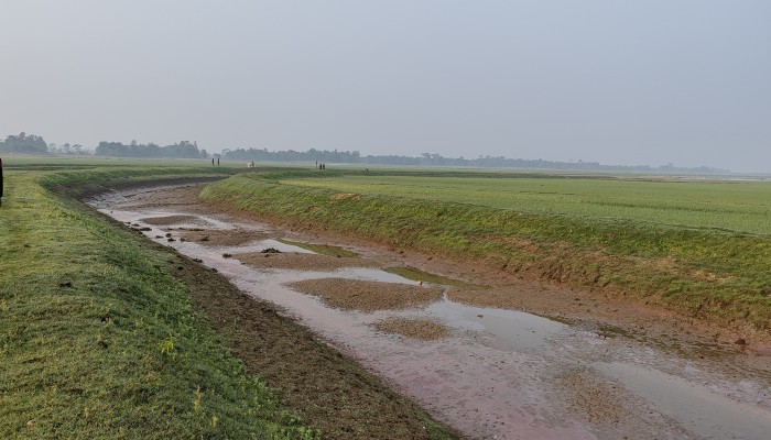 খরচার হাওরে খাল সেচে মাছ লুট
