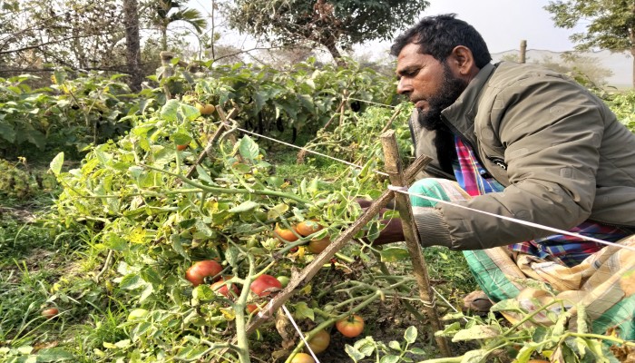 সংরক্ষণের অভাবে ন্যায্য মূল্য পাচ্ছেন না কৃষকরা