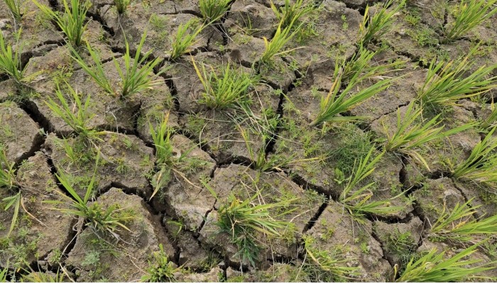 ফসলি জমি ফেটে চৌচির, দুশ্চিন্তায় কৃষক