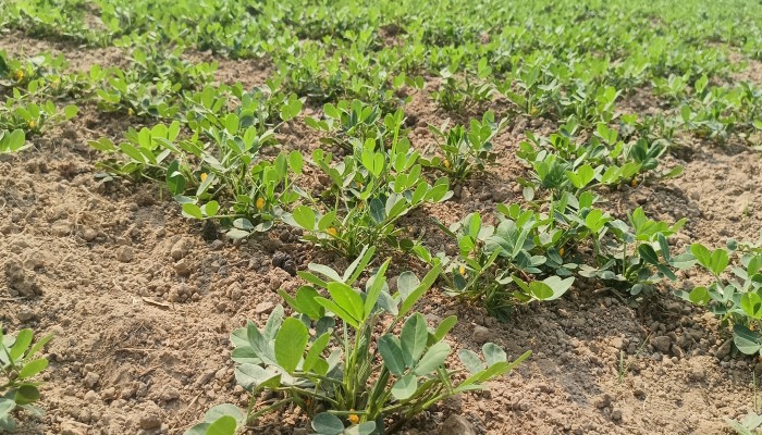 অল্প বিনিয়োগে বেশি লাভ, হাওরাঞ্চলে জনপ্রিয় হয়ে উঠছে বাদাম চাষ