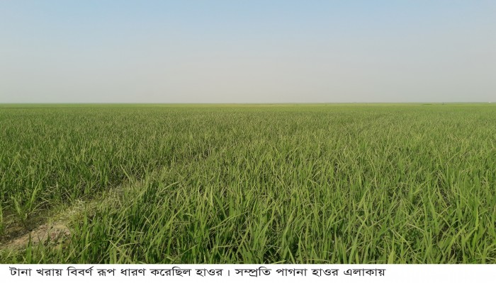 হাওরে স্বস্তির বৃষ্টি, খুশি কৃষক