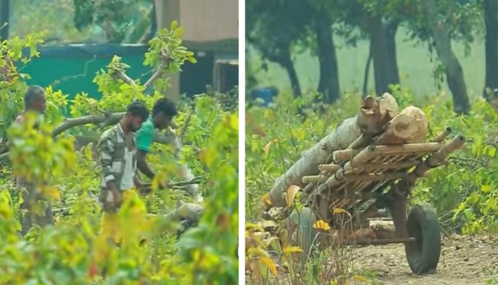 প্রকাশ্যে বারেক টিলার গাছ কেটে নিচ্ছে অসাধু চক্র