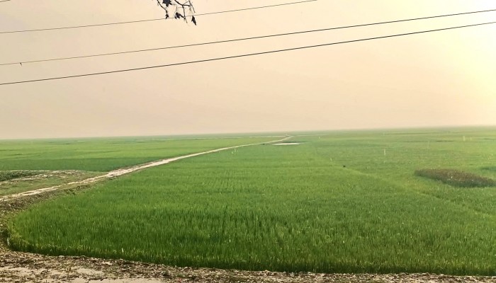 হাওরে আশা-নিরাশার দোলাচল