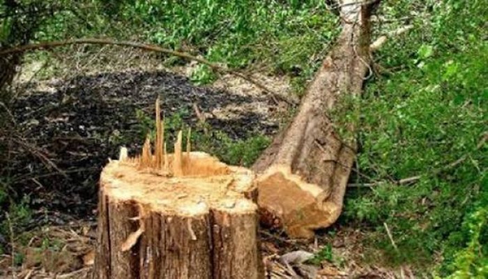 বারেক টিলায় গাছ কাটার ঘটনায় ১৬ জনের বিরুদ্ধে মামলা