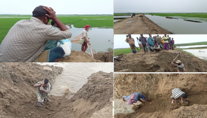অপরিকল্পিত ফসল রক্ষা বাঁধে জলাবদ্ধতা, কৃষকের স্বপ্নভঙ্গের শঙ্কা