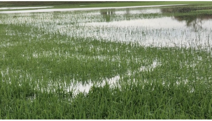 শিলা বৃষ্টিতে বোরো ফসল আক্রান্ত, আগাম বন্যার শঙ্কায় কৃষক