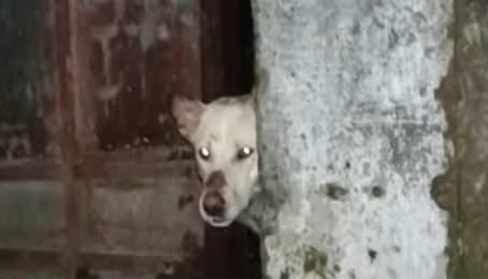 উঁচু সীমানাপ্রাচীরের ভেতর আটকা কুকুর উদ্ধার করলেন পুলিশ ও ফায়ার সার্ভিসের কর্মীরা