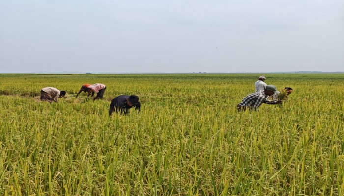 সাড়ে ৫ হাজার কোটি টাকার ফসল উৎপন্নের আশা