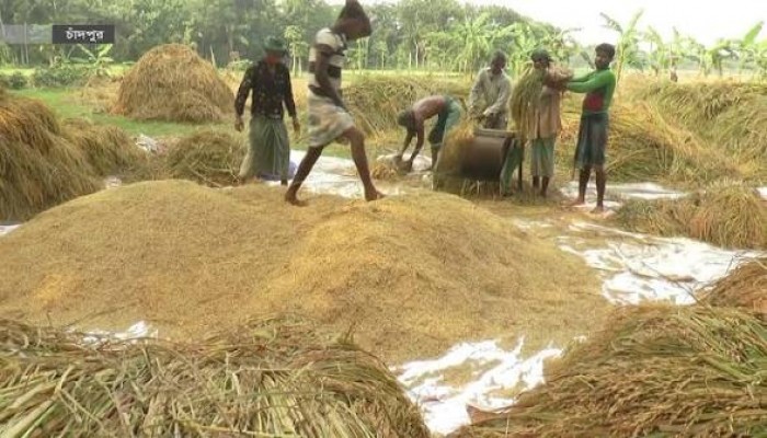 দ্রুত সরকারি ধান সংগ্রহ কার্যক্রম শুরুর দাবি