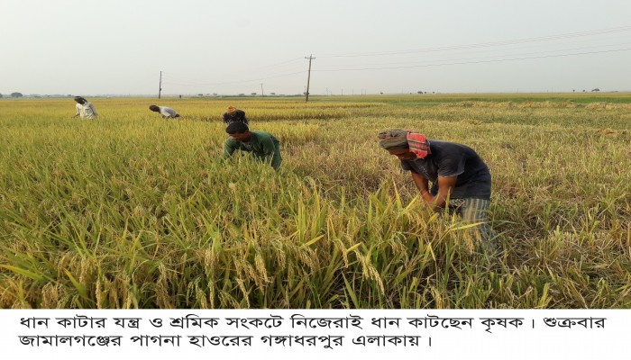 পাকা ধানে ত্রাহি অবস্থা কৃষকের