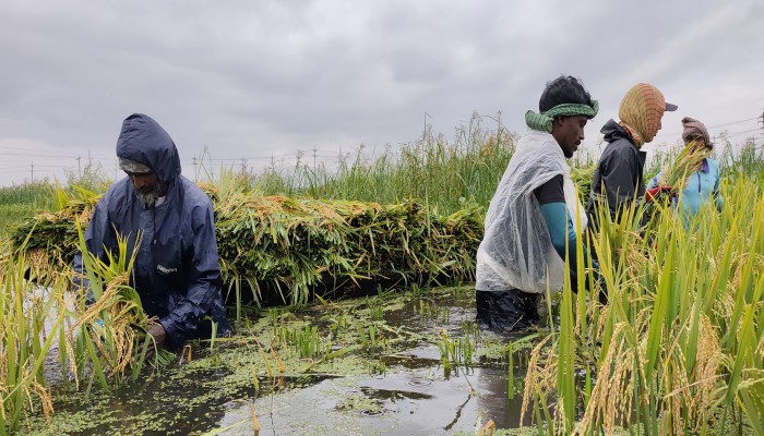 জলাবদ্ধতায় আক্রান্ত লক্ষাধিক হেক্টর জমির ফসল