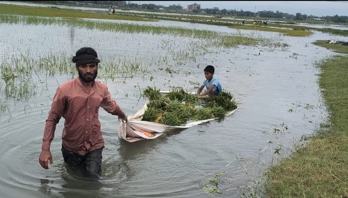 অপরিকল্পিত বাঁধে হাওরে সর্বনাশ