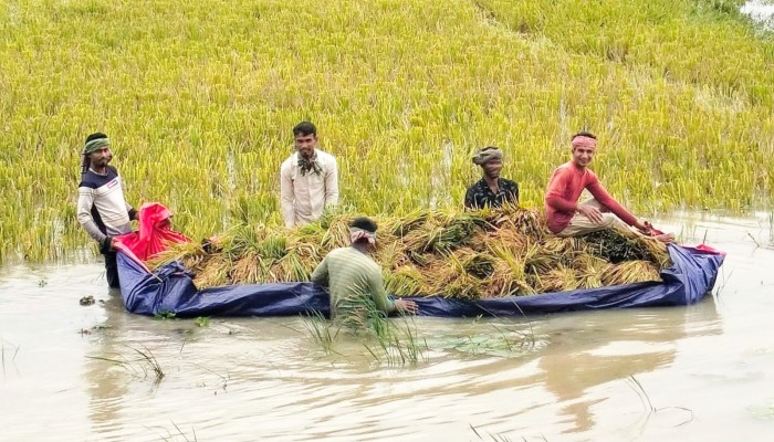 ফসলহানির প্রকৃত তথ্য আড়ালের চেষ্টা হাওরের ধান কলমে কাটে!