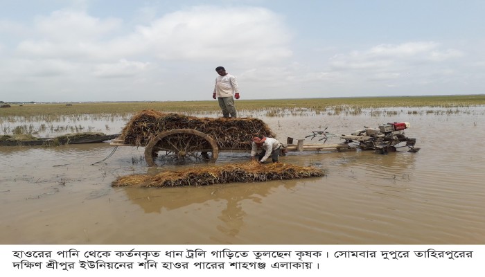 এবার ধান কাটার পরিসংখ্যান কমিয়ে দিয়েছে কৃষি বিভাগ!