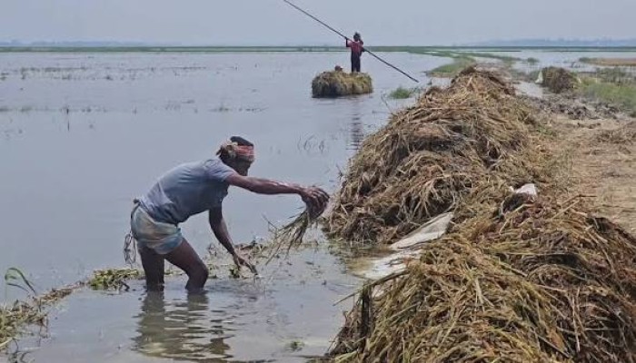হাওরে পানি কমে জাগছে পচা ধান