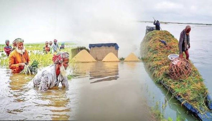 হাওরে সহায়তা : প্রকৃত কৃষকদের তালিকায় অন্তর্ভুক্তির দাবি