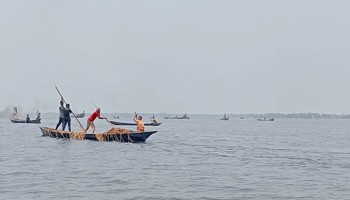 দিরাইয়ে কৃষকের ধান লুটে নিলে দুর্বৃত্তরা