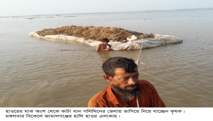 দুর্গন্ধময় হাওর : পানিতে পচা ধানই কাটছেন কৃষক