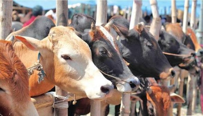 ঈদুল আজহা ঘিরে তৎপর চোরাকারবারি সিন্ডিকেট
