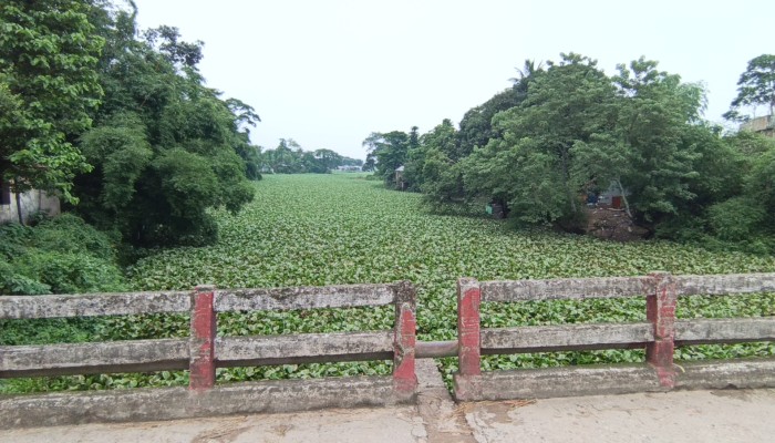 মৃতপ্রায় সোনাখালী নদী, পানি প্রবাহ বন্ধ, মশা-সাপের আতঙ্ক