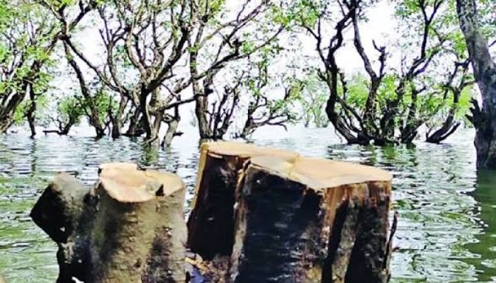 টাঙ্গুয়ার হাওরে উজাড় হচ্ছে হিজল-করচ বাগ