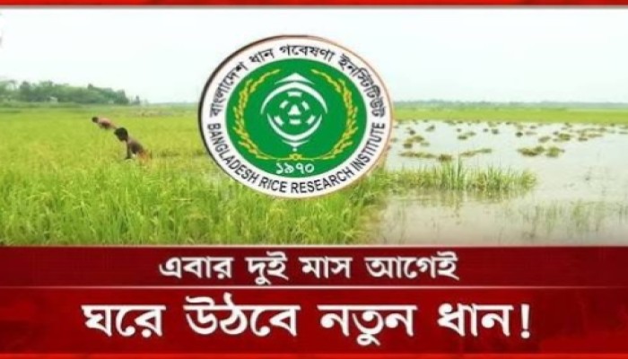 নতুন ব্রি ধান-১১৮ : দুই মাস আগেই ঘরে উঠবে বোরো, কমবে ঝুঁকি