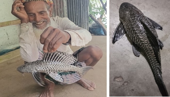 ছাতকের জলাশয়ে মিলছে রাক্ষুসে সাকার মাছ!