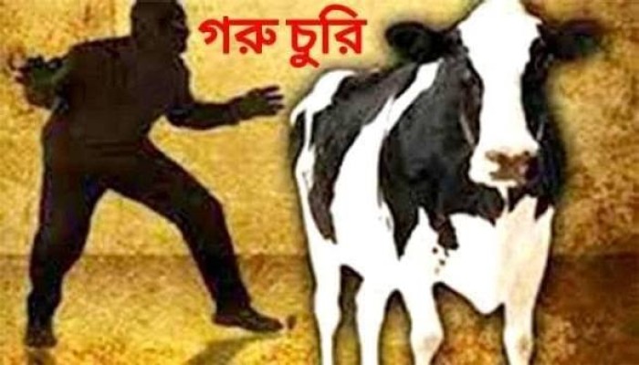 হাওরাঞ্চলে গরু চুরির হিড়িক, এক মাসে অর্ধশতাধিক গরু চুরি